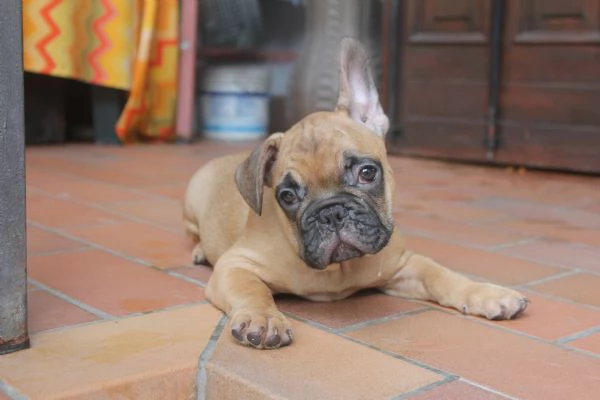 BULLDOG FRANCESE  | Foto 0