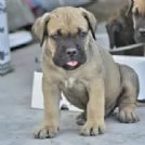 Cuccioli cane corso con Pedigree