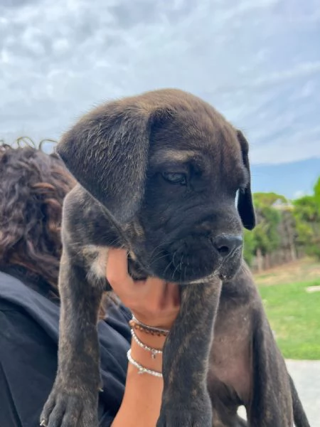 Cuccioli cane corso con Pedigree | Foto 6