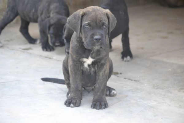 Cuccioli cane corso con Pedigree | Foto 5