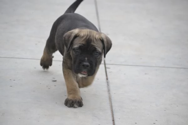 Cuccioli cane corso con Pedigree | Foto 3