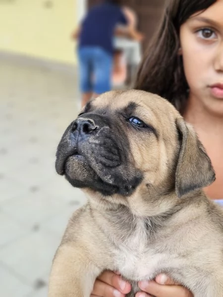 Cuccioli cane corso con Pedigree | Foto 2