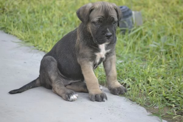 Cuccioli cane corso con Pedigree | Foto 1