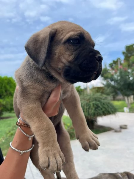 Cuccioli cane corso con Pedigree | Foto 0