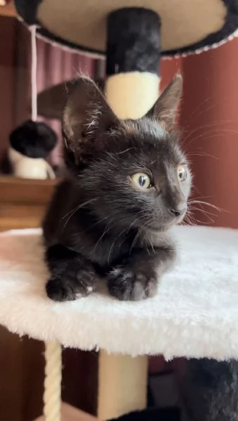 Cucciolo di gatto nero  3 mesi  | Foto 2