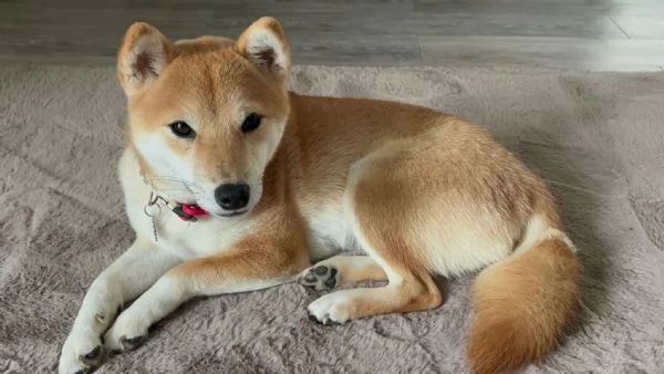 Ciao a tutti con grande dispiacere sono costretto a mettere in vendita il mio Shiba Inu