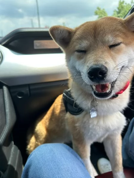 Ciao a tutti con grande dispiacere sono costretto a mettere in vendita il mio Shiba Inu | Foto 2