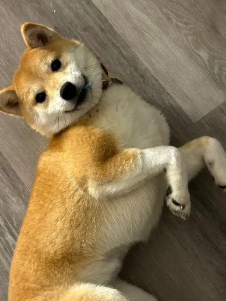 Ciao a tutti con grande dispiacere sono costretto a mettere in vendita il mio Shiba Inu | Foto 1