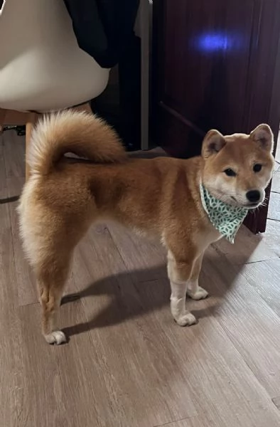 Ciao a tutti con grande dispiacere sono costretto a mettere in vendita il mio Shiba Inu | Foto 0