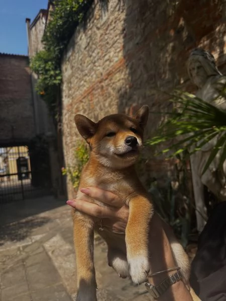 cucciola shiba inu con pedigree