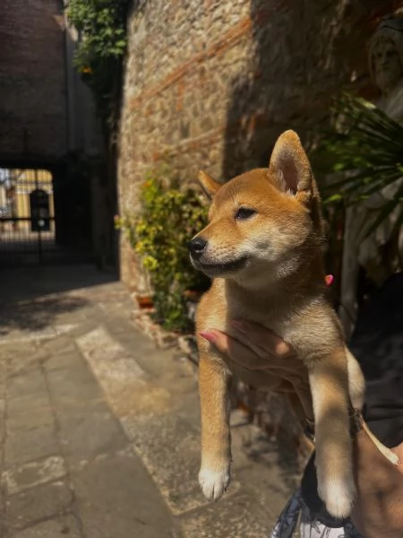 cucciola shiba inu con pedigree | Foto 0