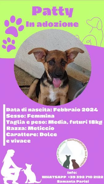 BELLISSIMI CUCCIOLI IN CERCA DI CASA | Foto 0