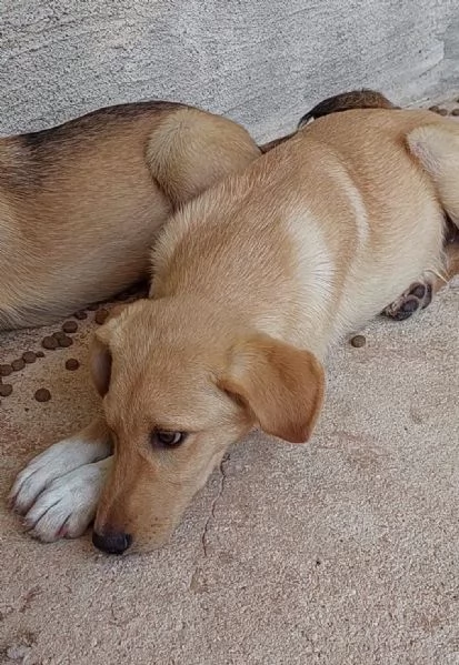 INCROCIO LABRADOR IN ADOZIONE | Foto 1