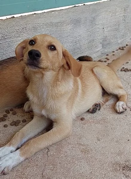 INCROCIO LABRADOR IN ADOZIONE | Foto 0