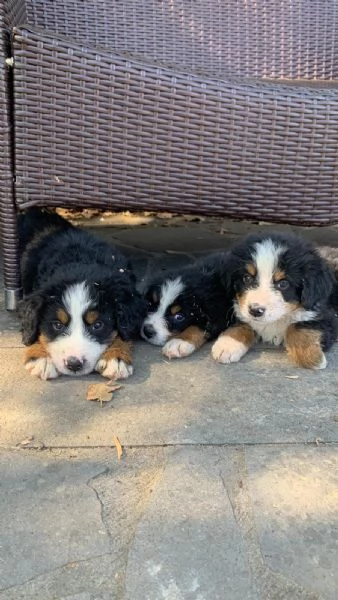 Cuccioli Bovaro del bernese 