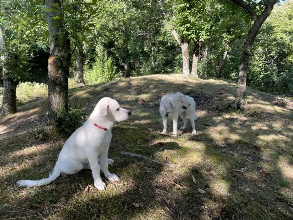 Cucciolo maremmano maschio | Foto 1