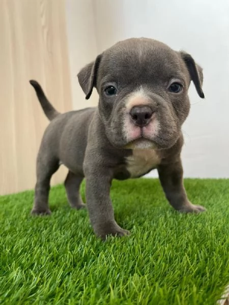 Vendita cuccioli american bully pocket 