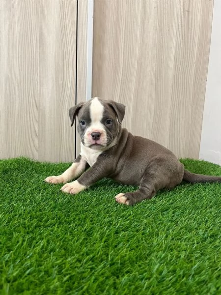 Vendita cuccioli american bully pocket  | Foto 2