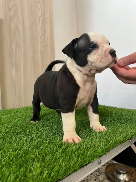 Vendita cuccioli american bully pocket  | Foto 1