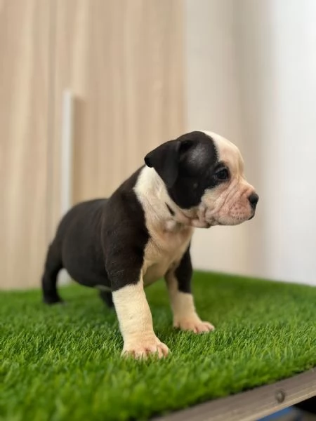 Vendita cuccioli american bully pocket  | Foto 0