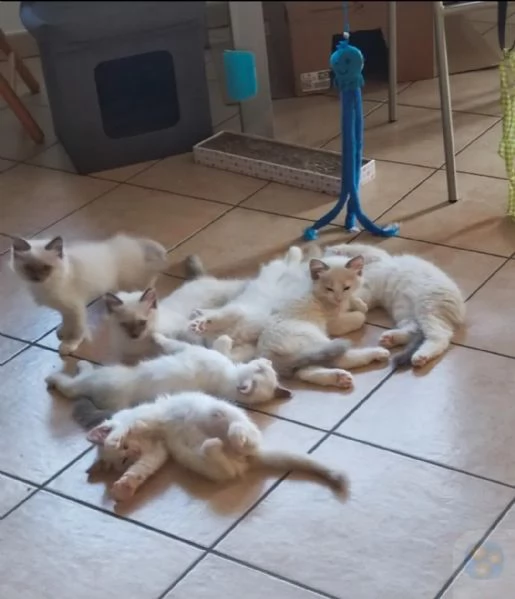 Quattro Cuccioli di ragdoll 