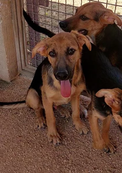 CUCCIOLI SIMIL PASTORINI IN ADOZIONE | Foto 6