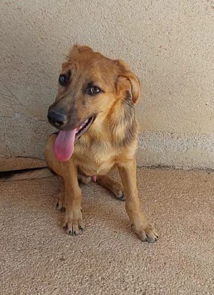 CUCCIOLI SIMIL PASTORINI IN ADOZIONE | Foto 3