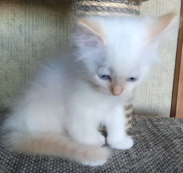 Gatti cuccioli SIBERIANI  | Foto 4