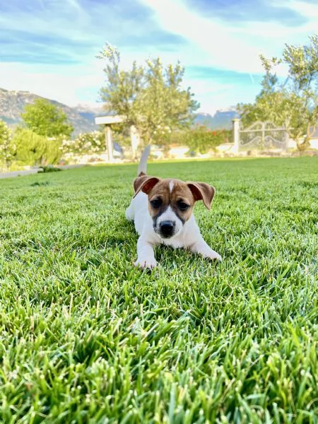 Cuccioli di Jack Russell