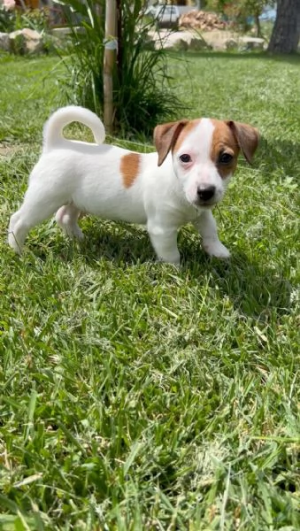 Cuccioli di Jack Russell | Foto 0