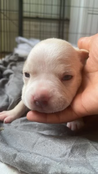 Cuccioli  American Pitbull 