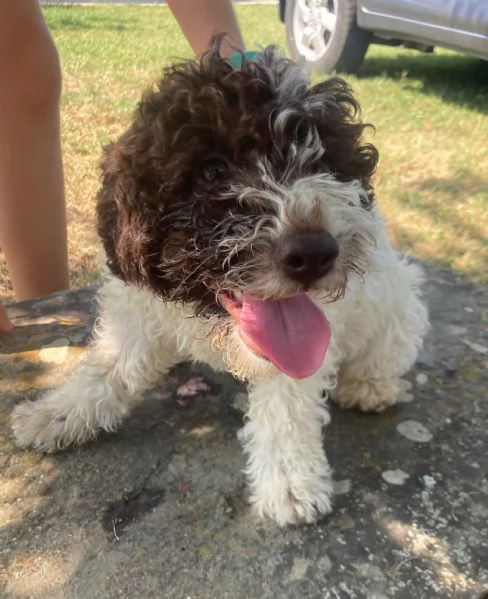 Cuccioli di Lagotto Romagnolo