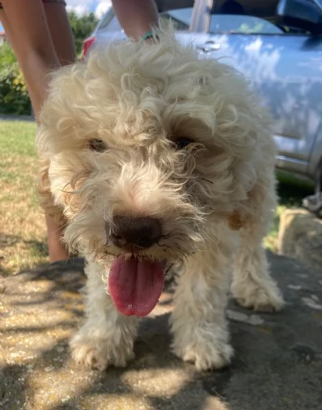 Cuccioli di Lagotto Romagnolo | Foto 1