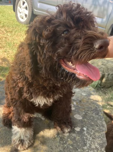 Cuccioli di Lagotto Romagnolo | Foto 0