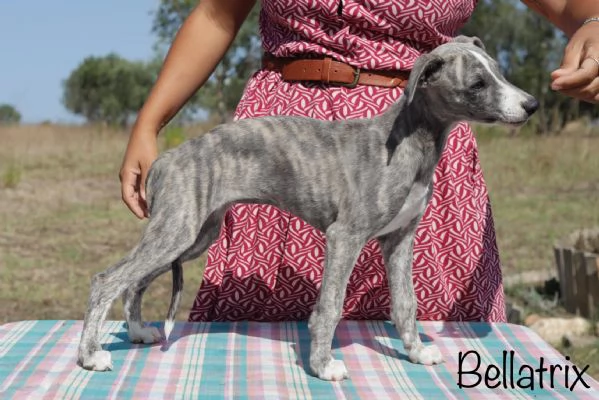 Cuccioli levriero whippet