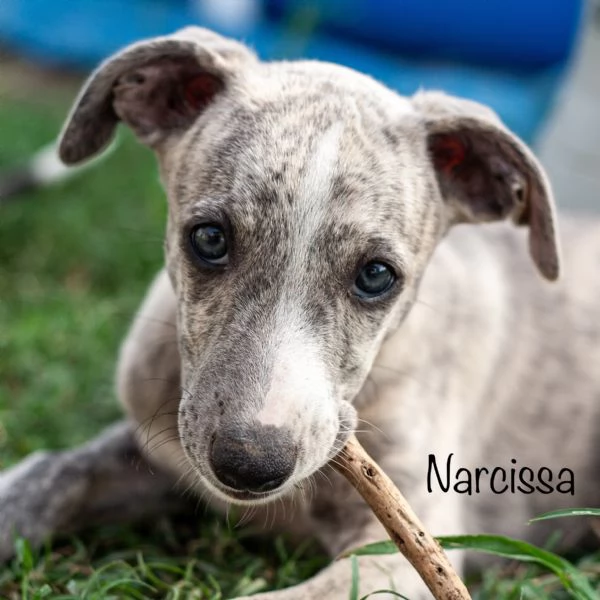 Cuccioli levriero whippet | Foto 0