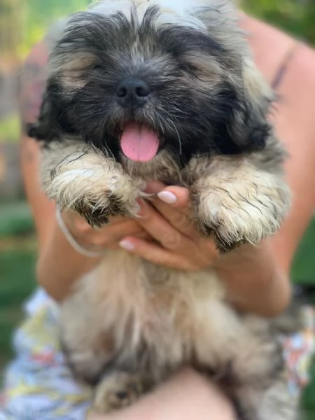 Cuccioli di Lhasa Apso