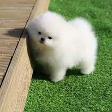 BELLISSIMI CUCCIOLI DI POMERANIA IN ADOZIONE