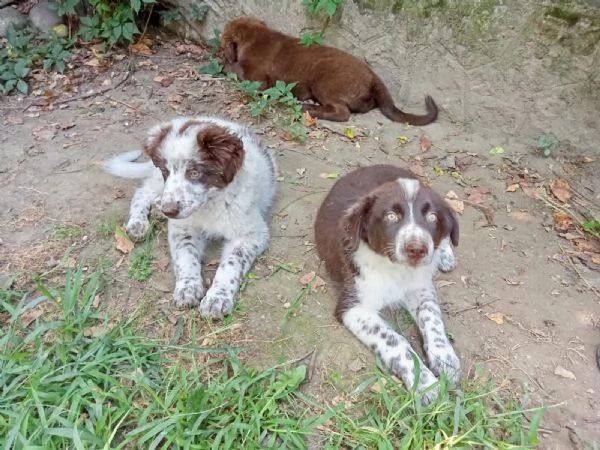 Cuccioli di razza meticcia | Foto 5