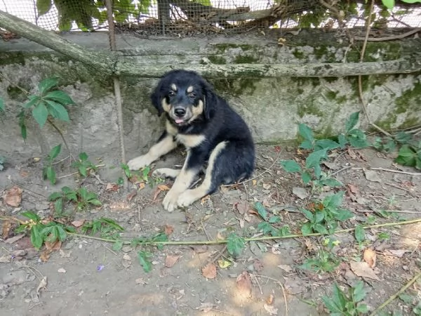 Cuccioli di razza meticcia | Foto 4