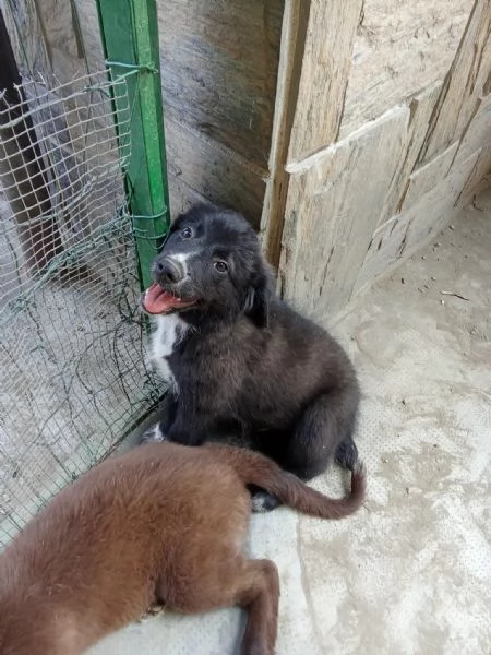 Cuccioli di razza meticcia | Foto 3