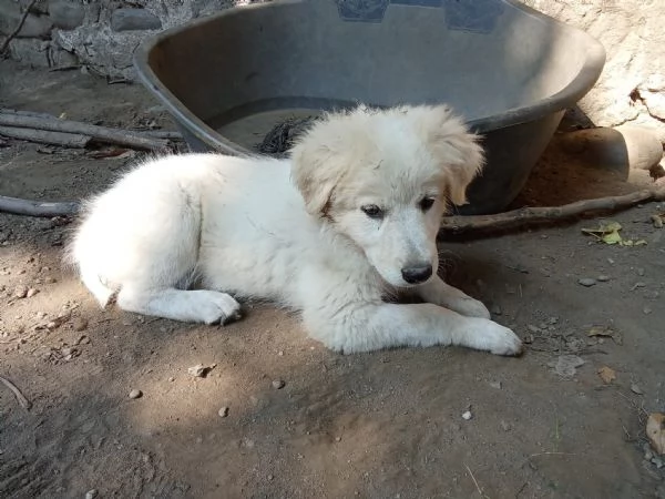 Cuccioli di razza meticcia | Foto 2