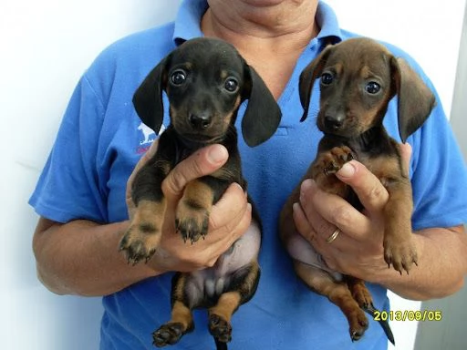 Cerco in regaloadozione cucciolo di cane taglia nanopiccolo