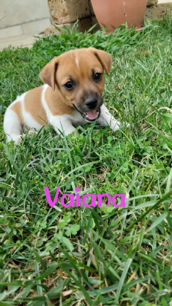 CUCCIOLI JACK RUSSEL | Foto 4