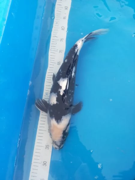 Carpa Koi