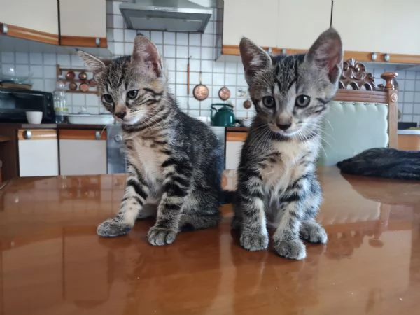 Cerco famiglie per accudire due splendide gattine 