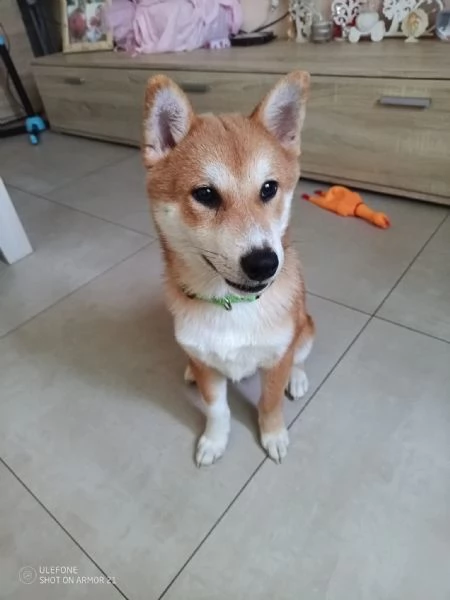 Shiba inu  | Foto 2