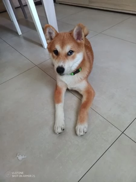 Shiba inu  | Foto 1