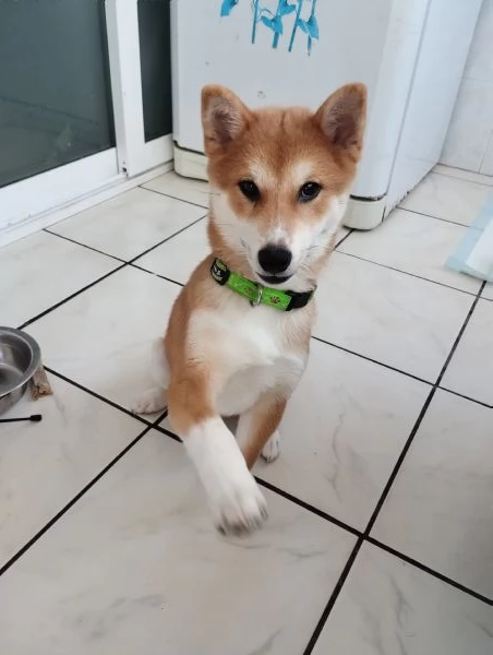 Shiba inu  | Foto 0