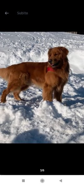 Cuccioli Golden retriever angloamericani con pedigree  | Foto 4